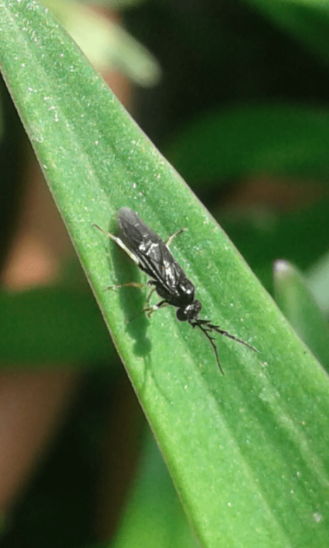 Tenthredinidae : maschio di Cladius pectinicornis? s!